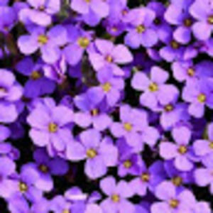 Meet your Posher, Shaniqua